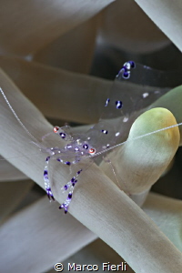 Sarasvati Anemone Shrimp by Marco Fierli 